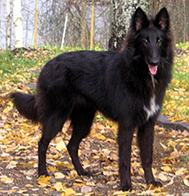 VogueLady21.10.2006-7kk.Valo.jpg (100962 bytes)