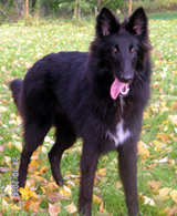 VogueLady21.10.2006-7kk.jpg (218686 bytes)