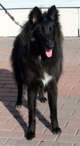 VogueLady25.03.2007-1v.Valo1.jpg (77554 bytes)