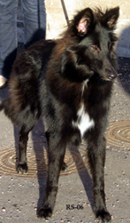 VogueLady5.11.2006-7kk11pv.Valo.jpg (88365 bytes)