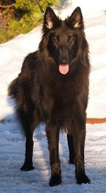 WickedBeauty05.03.2007-11,5kk.2.jpg (126715 bytes)