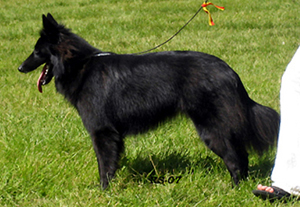 WickedBeauty22.07.2007-1v4kk.Wicky.jpg (141549 bytes)