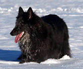 WickedBeauty30.01.2007-Wicky10mth.jpg (52403 bytes)
