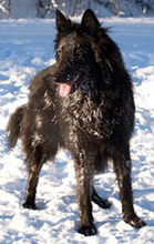 WickedBeauty30.01.2007-Wicky10mths.jpg (134551 bytes)