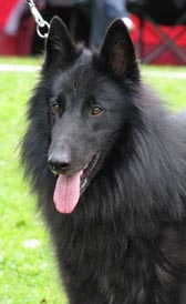 Wise Wolf 19.07.2008 - 2v3kk Wega.IP.head.jpg (15653 bytes)