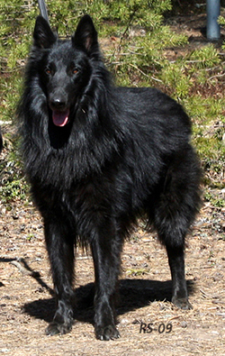 Wise Wolf 2.5.2009- 3v1kk3pv. Wega.16.jpg (198764 bytes)