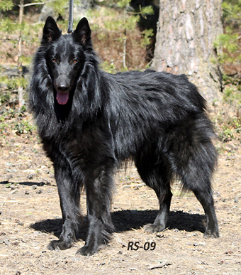 Wise Wolf 2.5.2009- 3v1kk3pv. Wega.2.jpg (241070 bytes)