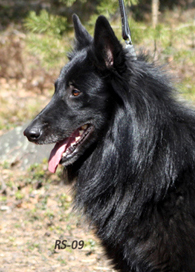 Wise Wolf 2.5.2009- 3v1kk3pv. Wega.6.jpg (68172 bytes)
