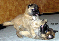 XcitingLady.XtempoteXpert1.09.2007-5vkoa.Leti.Elmo.jpg (65465 bytes)