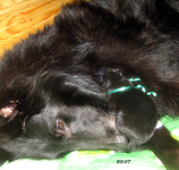 YankYippee.RealLady7.09.2007-Furi8hours.Lady5y8mths.jpg (277383 bytes)