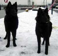 YankYippee.YoungLady02.03.2008-5kk3vk3pv.Furi.Zeni.jpg (67750 bytes)