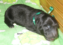 YankYippee7.09.2007-3h.Furi.jpg (63649 bytes)