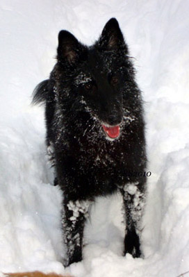 Young Lady 2.02.2010 - 2v 5kk. Zeni.jpg (77573 bytes)