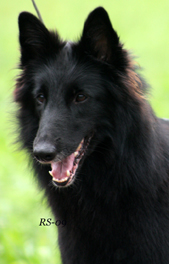Young Lady 6.09.2009 - 2v. Zeni. head3.jpg (169878 bytes)