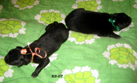 YoungLady.YankYippee7.09.2007-3tuntia.ikaa.jpg (176698 bytes)