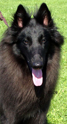 Are U Ready 8.08.2009-1v. Adi.head2.jpg (72216 bytes)