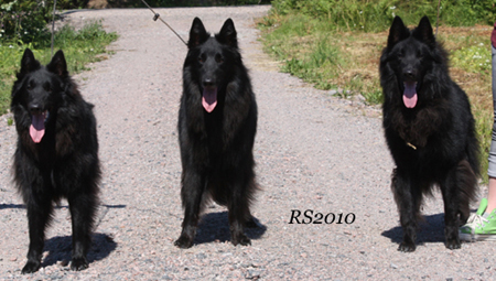 Bet On It. Wily Winner. Born To Run 10.7.2010 - 1v3kk10pv. Betsy, 4v3kk10pv Wily. Samson.1.jpg (248988 bytes)