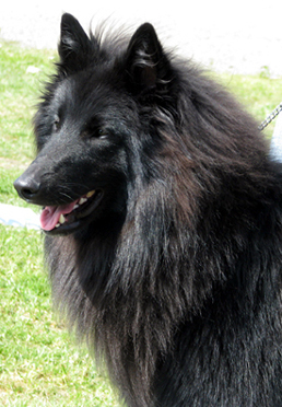 Confide In Me 5.06.2010 - 1v1kk. Roki.head1.jpg (306769 bytes)