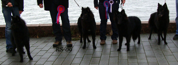 Confide In Me.Call the Man.Cradle Of Love. Tail Twister 5.12.2009 - 7kk1vko. Roki.Cima.Viola.PuppyShow.jpg (62989 bytes)