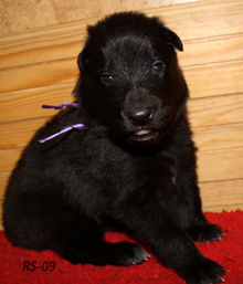 Cradle Of Love 21.5.2009  - 3 vk. Lila.jpg (58928 bytes)