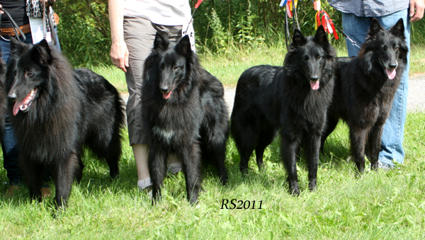 Do You Remember.Depend.Dreaming.Tail Twister 7.08.2011 - 1y1mth Reme.Demi.Sera.Tazzi.1.jpg (275081 bytes)