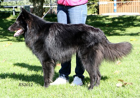 Good As Gold 9.09.2012 - 1y3mths. Koda.RS1.jpg (429286 bytes)