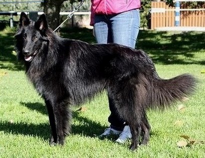 Good As Gold 9.09.2012 - 1y3mths. Koda.RS4.jpg (434693 bytes)