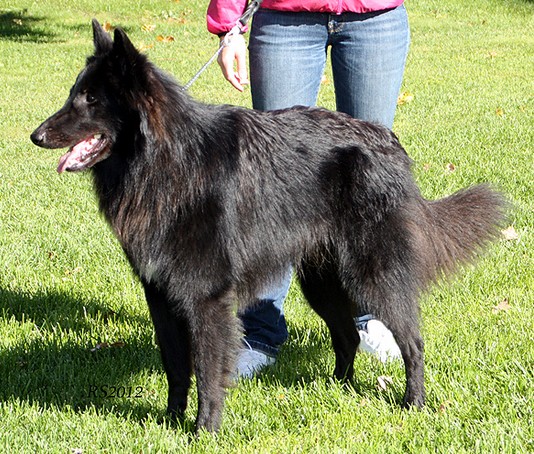 Good As Gold 9.09.2012 - 1y3mths. Koda.RS8.jpg (545173 bytes)