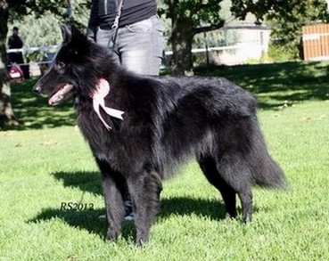 Good Luck Charm 9.09.2012 - 1y3mths. Verdi. RS6.jpg (363397 bytes)