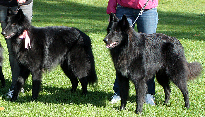 Good Luck Charm. Good As Gold 9.09.2012 - 1v3kk.Verdi.Koda.RS1.jpg (450864 bytes)
