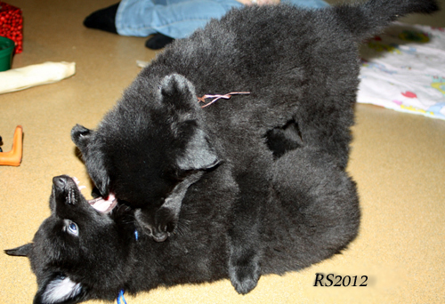 Here and Now. Handle with Care 24.02.2012 - 6vk. Nowa.Hemi.2.jpg (186580 bytes)