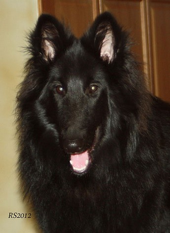 It wasnt me 1.12.2012 - 8kk1vko. Luca.RS2.jpg (35343 bytes)