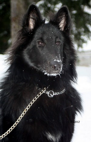 It wasnt me 1.12.2012 - 8kk1vko. Luca.RS7.jpg (35004 bytes)