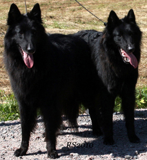 WilyWinner.Bet On It 10.7.2010 - Wily. Betsy.1.jpg (287548 bytes)