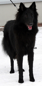 Zany Zenith 14.3.2009 - 1v. Zeni.5.jpg (94012 bytes)