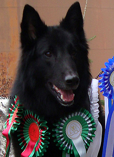 Zuper Zena 24.04.2010 - 2v1kk. Zena. FI MVA.head.jpg (90006 bytes)