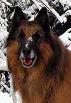 AgentGoya21.11.2002-7v.8kk.JPG (27553 bytes)