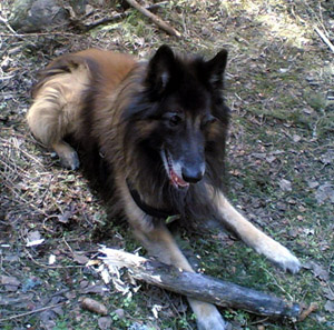 Agoya-Amor10.05.2005-10v2kk.Aatu.jpg (97762 bytes)