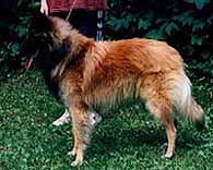 Agoya-AmorKesa1997-2v.jpg (16852 bytes)