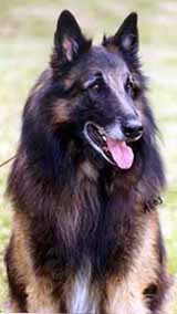 Alike-Goya15.05.2003-8v2kk.2.JPG (11384 bytes)