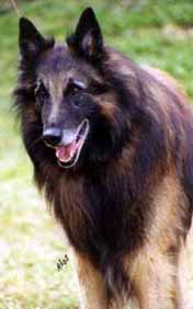 Alike-Goya15.05.2003-8v2kk.5.JPG (9483 bytes)
