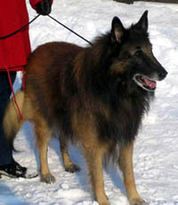 AlikeGoya05.04.2005-10v.2.jpg (27456 bytes)