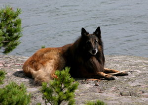AlikeGoyaKesa2004.Kesameri-Samu9v.jpg (257289 bytes)
