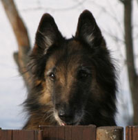 AloweenHeart05.03.2005-10v.head.1.jpg (17083 bytes)