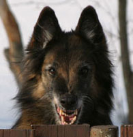 AloweenHeart05.03.2005-10v.head.2.jpg (17827 bytes)