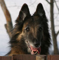 AloweenHeart05.03.2005-10v.head.3.jpg (18476 bytes)