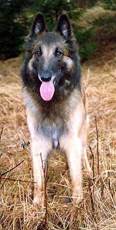 AloweenHeart13.JPG (36190 bytes)