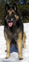 Baloween-Baby26.03.2005-8v.2.jpg (103743 bytes)