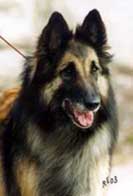 Baloween-Baby30.03.2003-6v5pv.head2.JPG (8378 bytes)