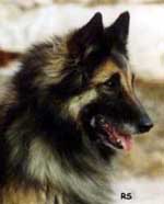 Baloween-Baby30.03.2003head1.JPG (8826 bytes)